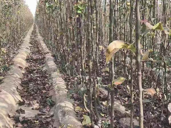 黄金梨苗、秋月梨苗、新高梨苗